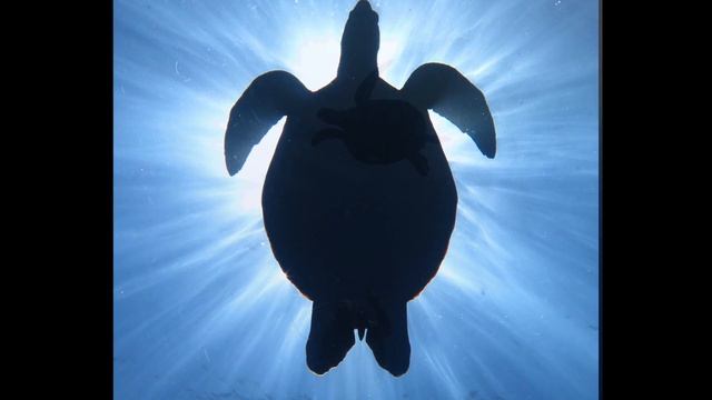 Deep Blue Philippines смотреть онлайн
