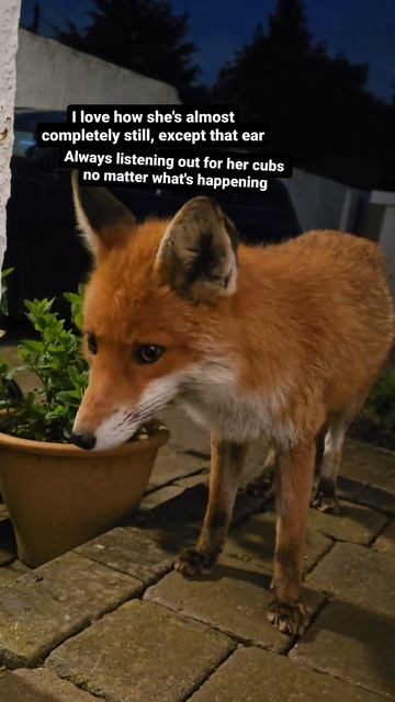 Wild Fox Is Always Listening Out For Her Cubs #animal #fox #foxes #redfox #wildfox #wildlife #cute смотреть онлайн