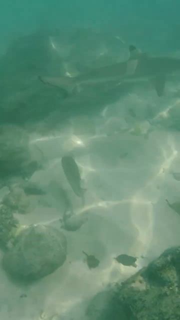 Black tip reef shark #shark #boattrip #snorkeling #phiphiislands #krabi #thailand #awesome #shorts смотреть онлайн