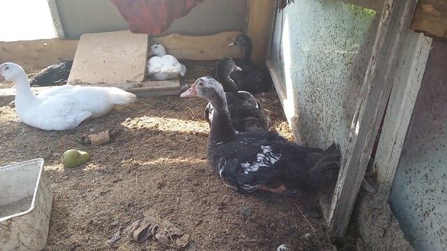 18.08.2016 МУСКУСЫ смотреть онлайн