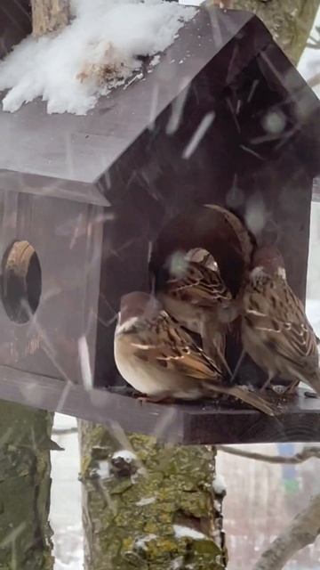 Воробьи прогнали синичек 🐦🤨 смотреть онлайн
