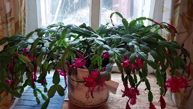 Навестили бабушку Клаву! смотреть онлайн