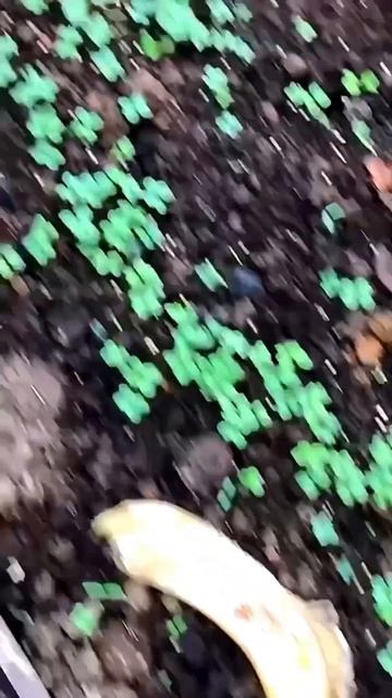 Копеечное средство от муравьев ! #дача #огород смотреть онлайн