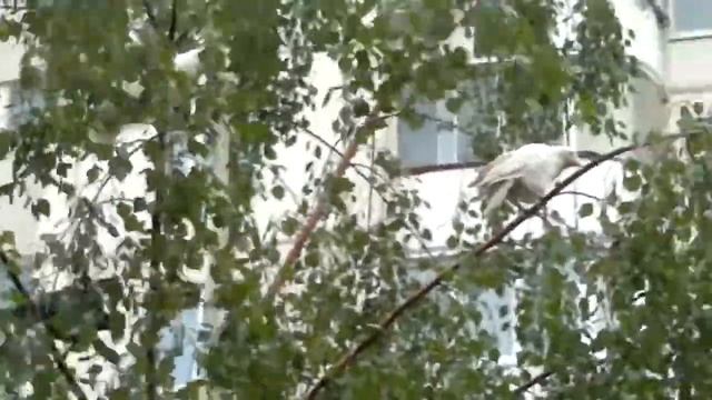 Белые вороны смотреть онлайн
