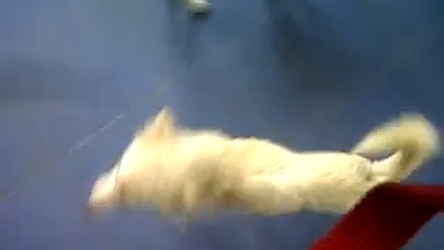 MINI SPITZ/POM MIX FOR ADOPTION!! mumbai. смотреть онлайн