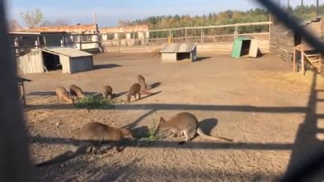 Кенгуру Беннетта и мунтжаки смотреть онлайн