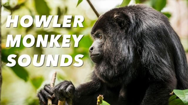 Howler Monkey Sounds