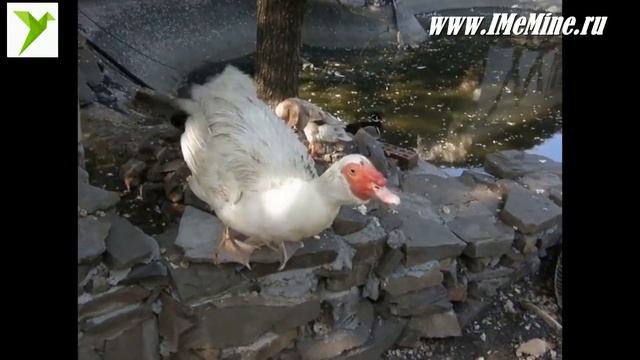 Животные, зарисовски, часть 4 смотреть онлайн