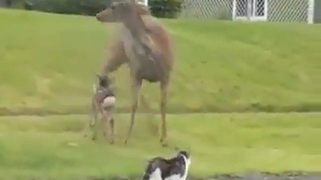 Deer vs Dog and Cat with voiceover YouTube смотреть онлайн