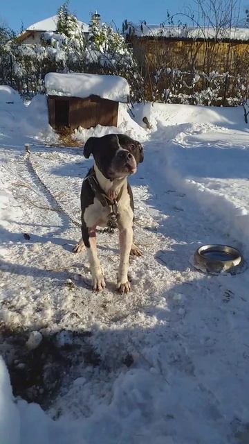 International Champion BARON - best CH BEKA ROM son / Anathema kennel 12/2023 смотреть онлайн