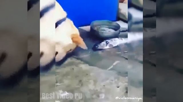 :-( бедная собачка смотреть онлайн