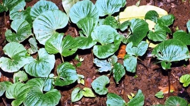 emerginata plant remedy in telugu health benefits of emerginata #Merremia emarginata смотреть онлайн