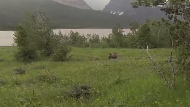 Feeding Grizzly Bear - Many Glacier смотреть онлайн