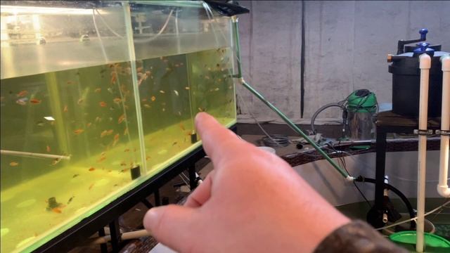 Пересадка рыбы в бассейн из аквариума.Первая сортировка. смотреть онлайн