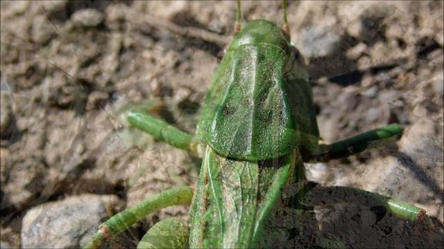 Wrattenbijter/Wart biter (Decticus verrucivorus) смотреть онлайн