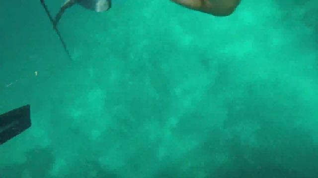 Shark Attack to the Head (GoPro video) смотреть онлайн