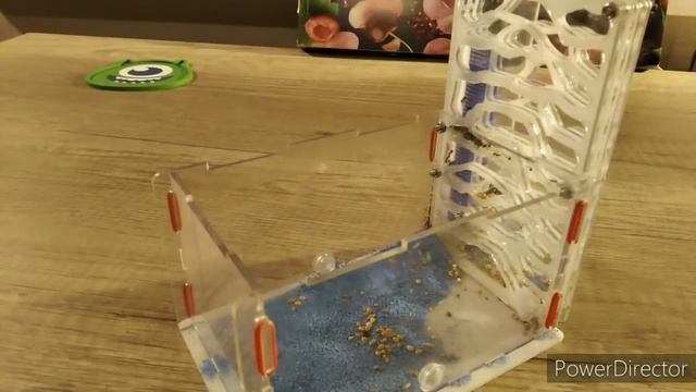 Советы по уходу за муравьями для новичков смотреть онлайн