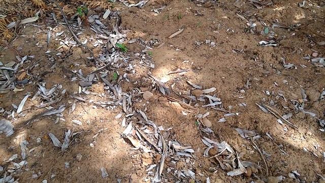 Espécies de abelhas solitárias da Caatinga смотреть онлайн