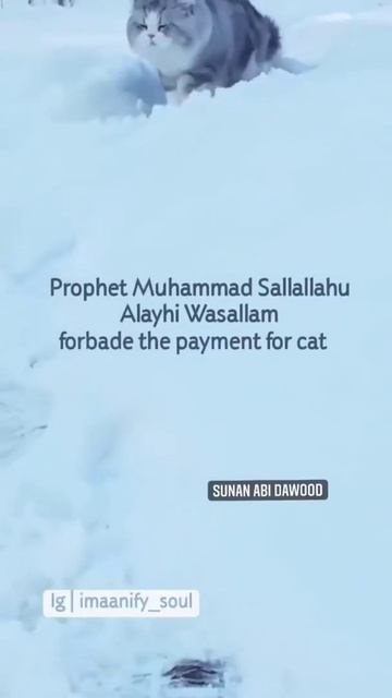 Prophet Muhammad's fondness for cats is conveyed in his hadith: Affection for cats is part of faith смотреть онлайн