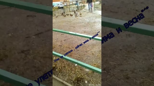 Утки смотреть онлайн