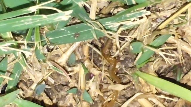 Centipede vs Ants | The Actual Showdown In Our Garden Last Night смотреть онлайн