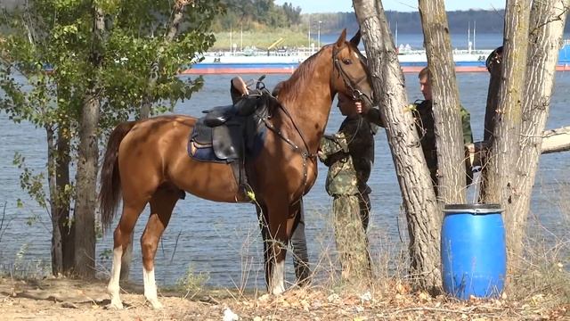 Ветконтроль кони из "Заставы" смотреть онлайн