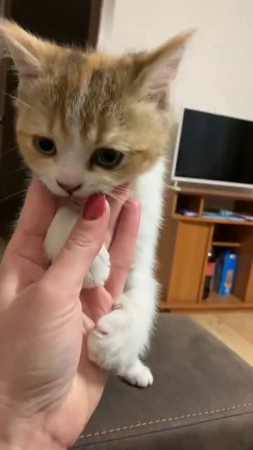 Little kitten is playing funny! смотреть онлайн
