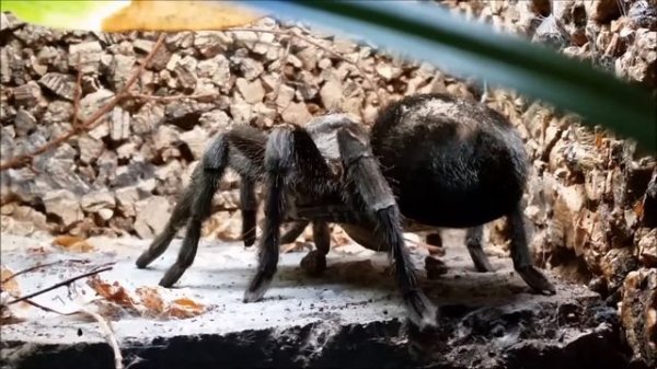 Grammostola pulchra