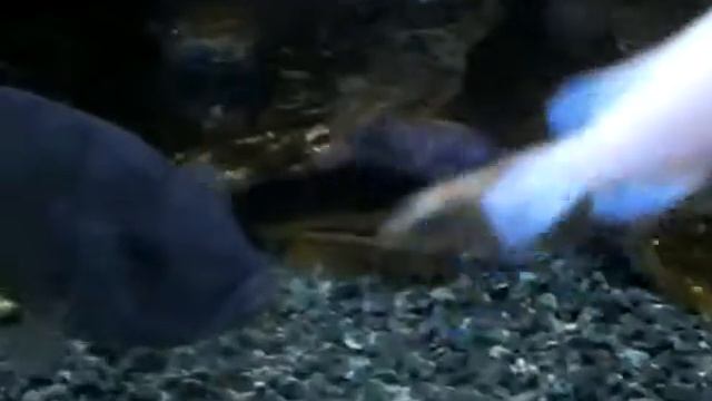 Малави смотреть онлайн