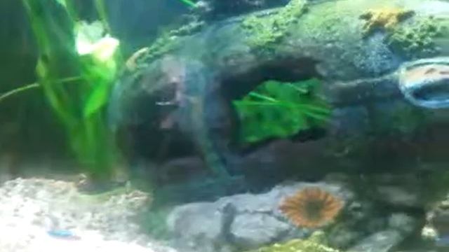 Leopard Danios & Neon Tetras, Part 2 смотреть онлайн