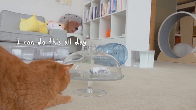 Cats vs Glass Dome (ft. Snack) | Kittisaurus смотреть онлайн