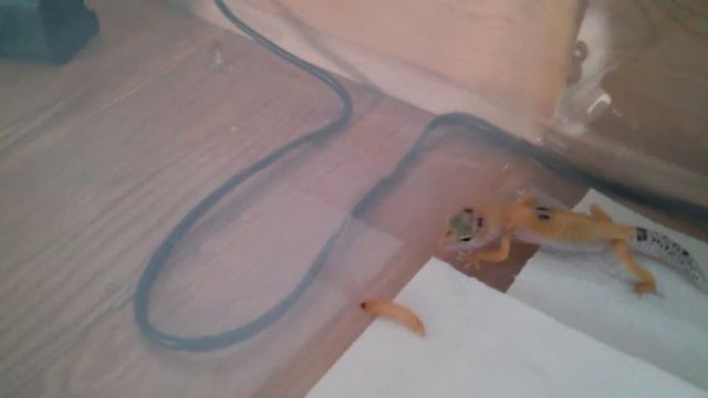Leia Organa (eublepharis macularius, leopard gecko) hunting a wax worm. смотреть онлайн