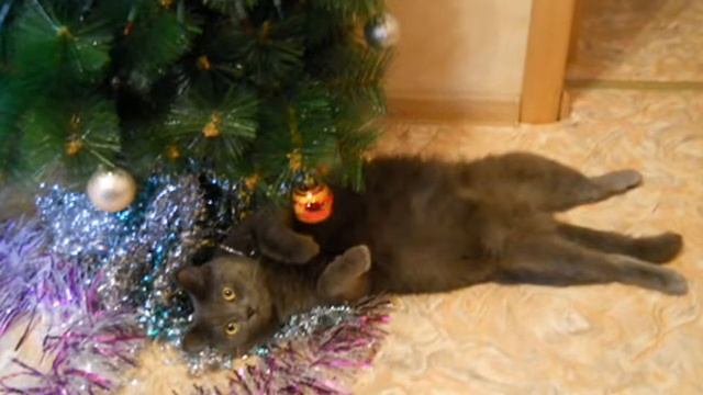 Марсик))).wmv смотреть онлайн