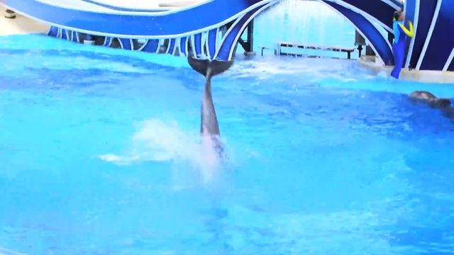 NEW Dolphin Days show at SeaWorld Orlando (replacing Blue Horizons) смотреть онлайн