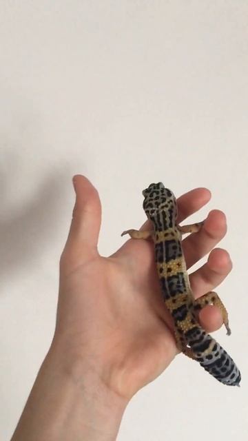 Ящерица Эублефар всех люблю❤️#эублефар #рептилия #ящерица #хомяк #рекомендации #shorts #видео смотреть онлайн