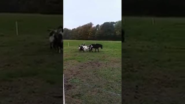 GOAT fucks the PONY =))) смотреть онлайн