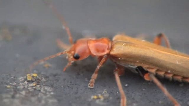 Cantharis livida смотреть онлайн