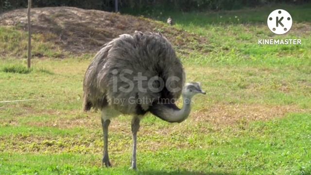 6 Most Dangerous Birds In The World /Deadliest Birds on the Planet#birds #beautifulanimals #top10 смотреть онлайн