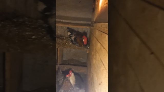 Куры#утки#продолжение#другиежители смотреть онлайн