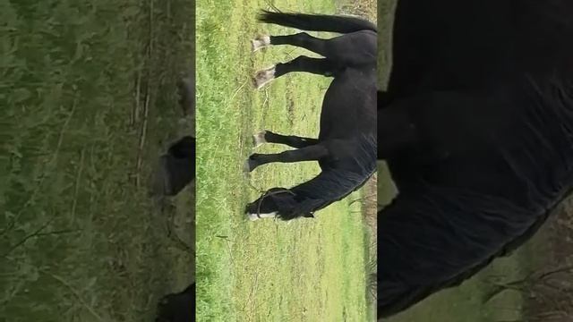 Лошадь пасется смотреть онлайн