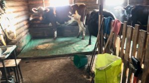 Продаём коров, разводим овец! Окотилась вторая Катумская овечка! Починили МТЗ!