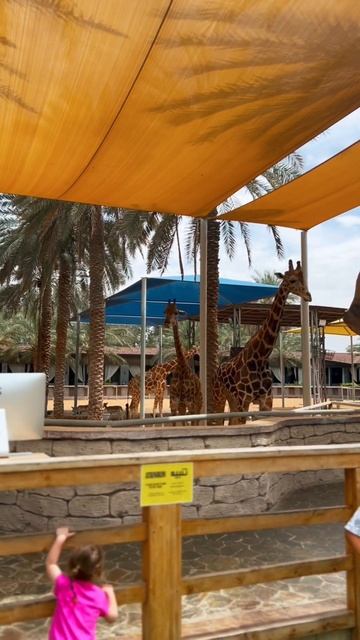 Жирафы в зоопарке Абу-Даби 🦒🧡 смотреть онлайн