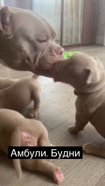 Булли щенки. Будни заводчика смотреть онлайн
