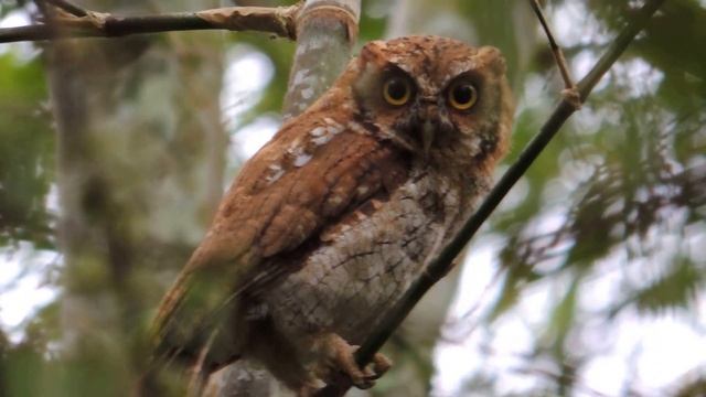 Currucutu / Tropical Screech owl (Megascops choliba) смотреть онлайн