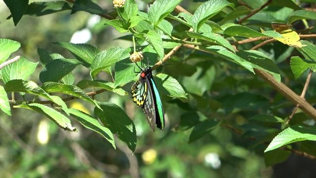 A Richmond Birdwing Butterfly in Mooloolah, Qld. смотреть онлайн