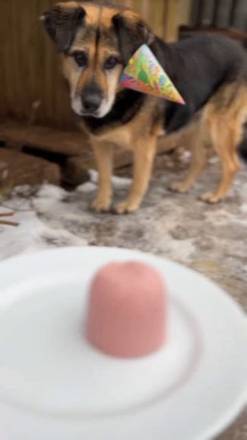 Мы хотим, чтобы у каждой собаки был дом, любящий хозяин и дни рождения. смотреть онлайн