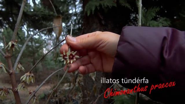 Növények Julinak -- tél végi növények a kertben -- with English subtitles смотреть онлайн