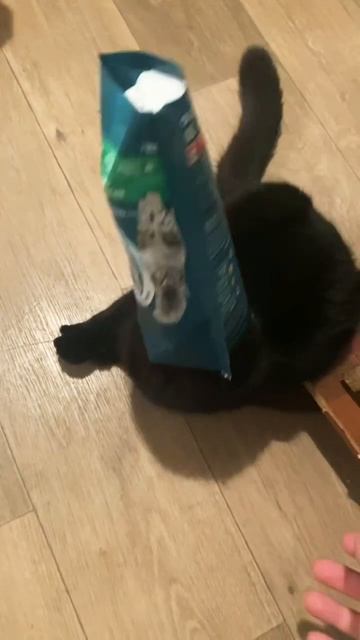 Кот-коробка 🤣)) я ему помог немного 🤫 смотреть онлайн