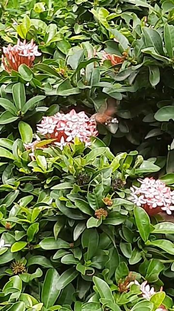 Hummingbird hawk-moth #shorts #shortsfeed #youtubeshorts #nature #moths #trending #viral #insects смотреть онлайн