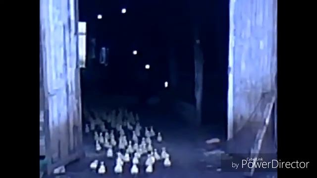 Дресированные Гуси! смотреть онлайн